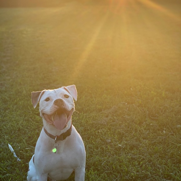 Meet your Posher, Emma - Picture 1 of 1